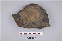 藏品(植物化石)的圖片